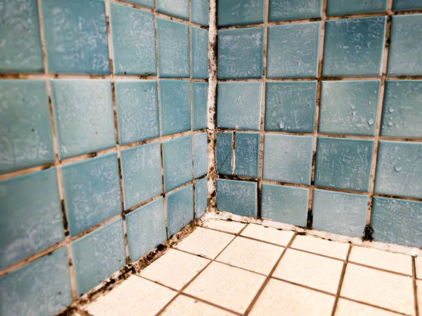 Best Mold Odor Removal Services  in Medina, MN